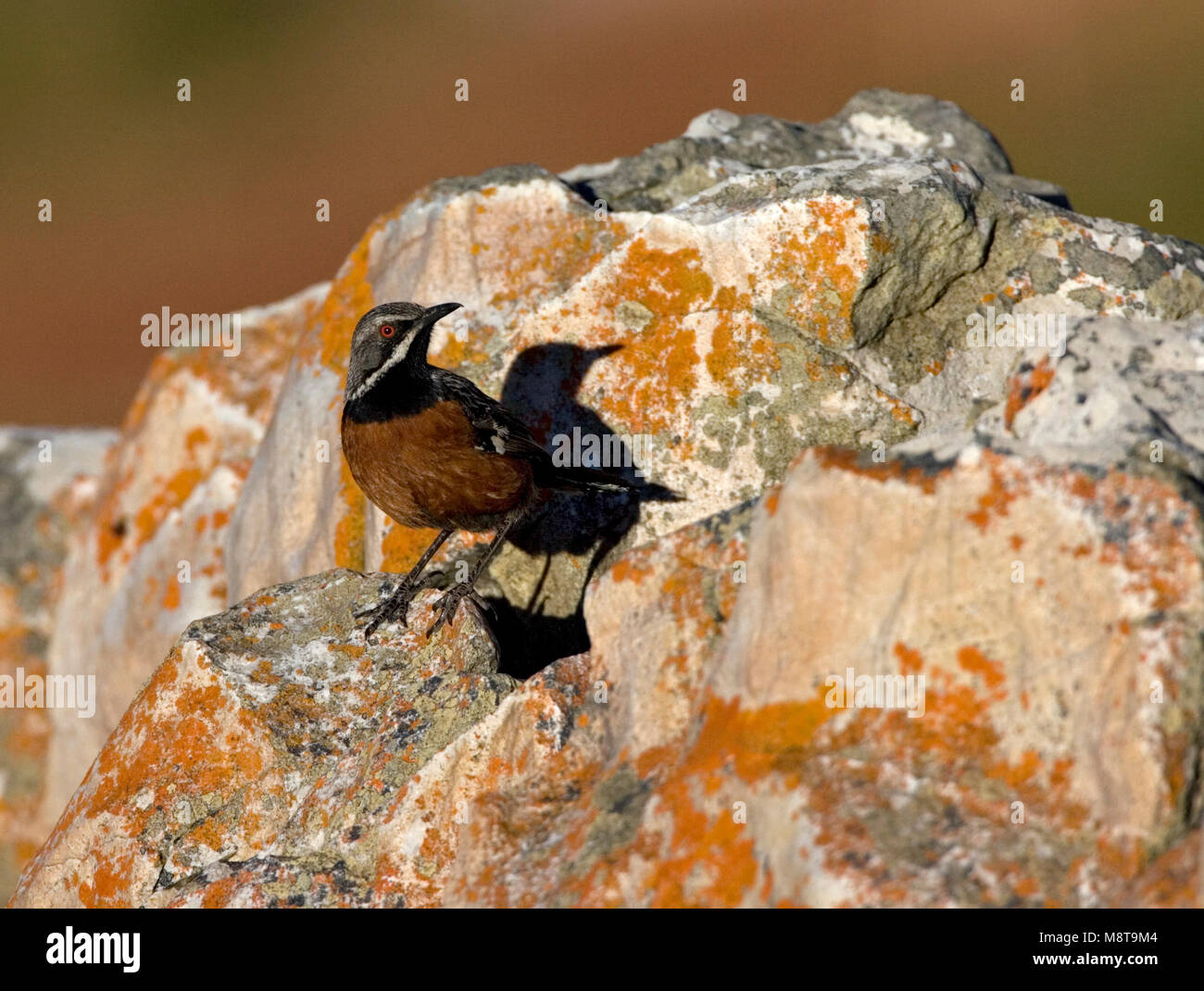 Rotsspringer Insect Mannetje Kaapse Rotsspringer; Male Cape Rock-jumper Stock Photo - Alamy