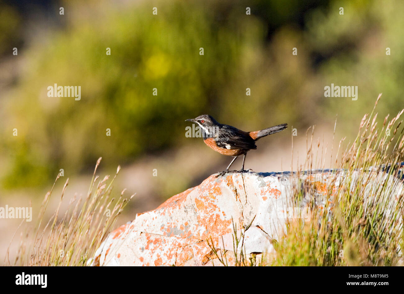 Rotsspringer Insect Mannetje Kaapse Rotsspringer; Male Cape Rock-jumper Stock Photo - Alamy