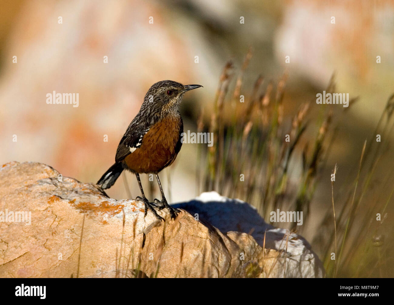 Rotsspringer Insect Female cape rockjumper hi-res stock photography and images - Alamy