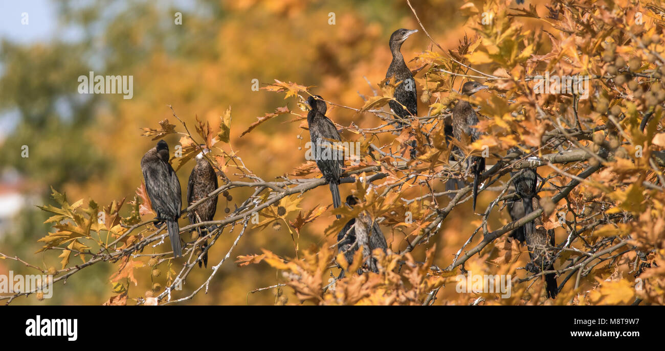Cormorants on the top of the trees along the Orestiaw Lake, near city of Kastoria, Western Macedonia, Greece Stock Photo