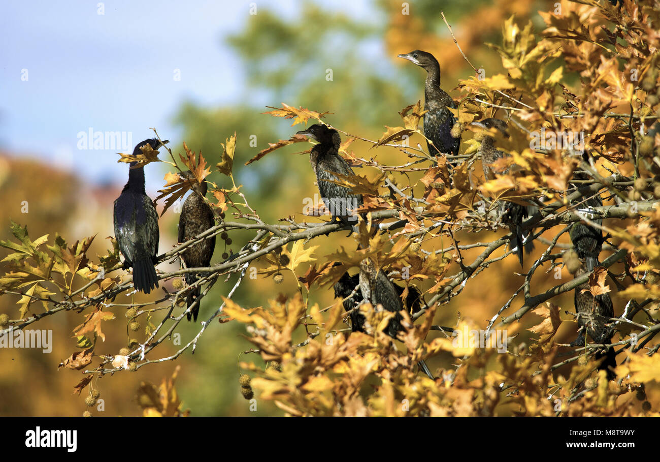 Cormorants on the top of the trees along the Orestiaw Lake, near city of Kastoria, Western Macedonia, Greece Stock Photo