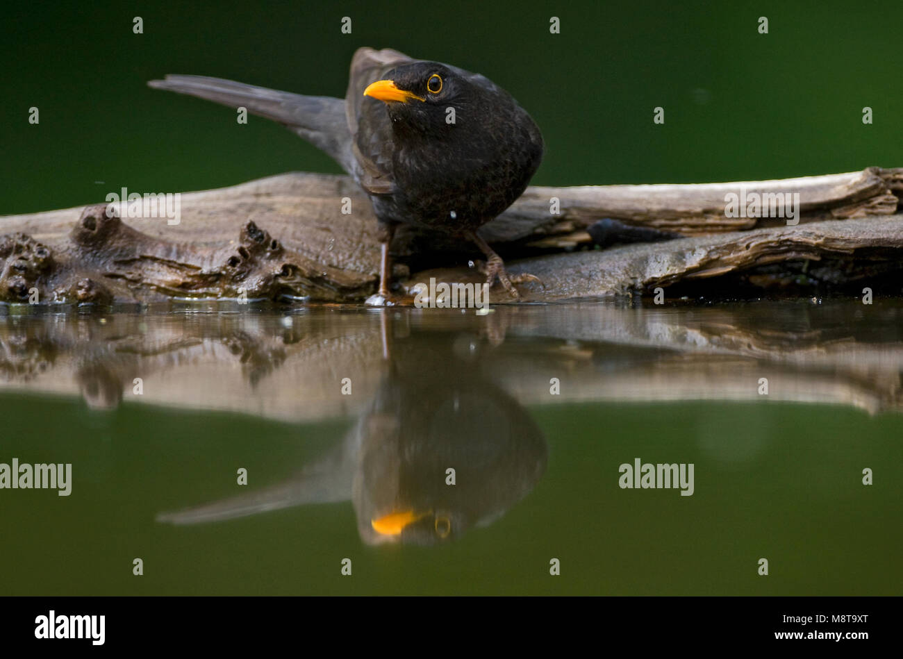 Merel bij drinkplaats; Common Blackbird at drinking site Stock Photo