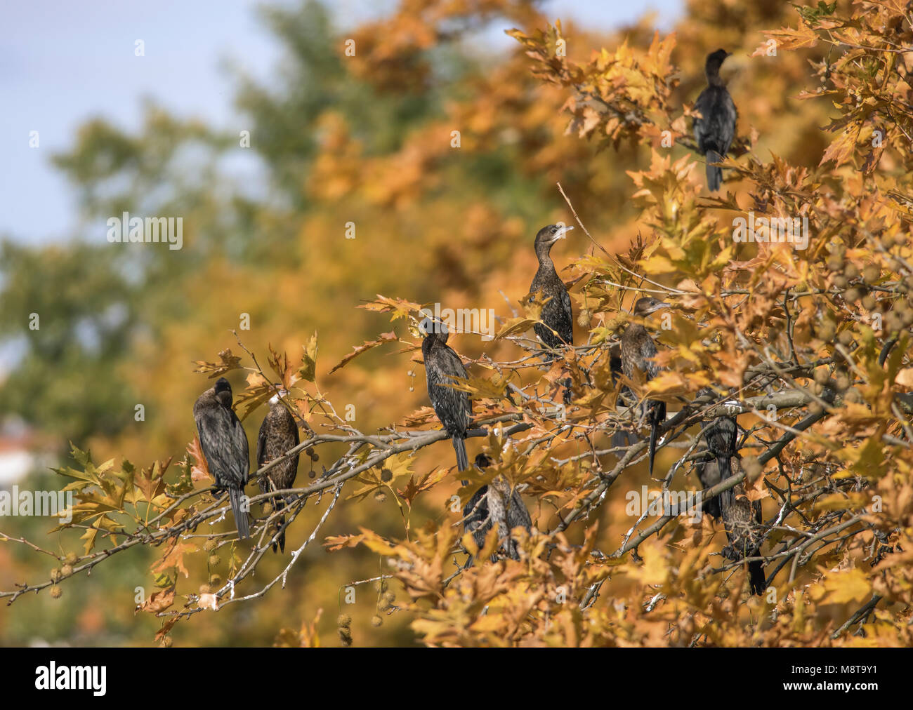Cormorants on the top of the trees along the Orestiaw Lake, near city of Kastoria, Western Macedonia, Greece Stock Photo