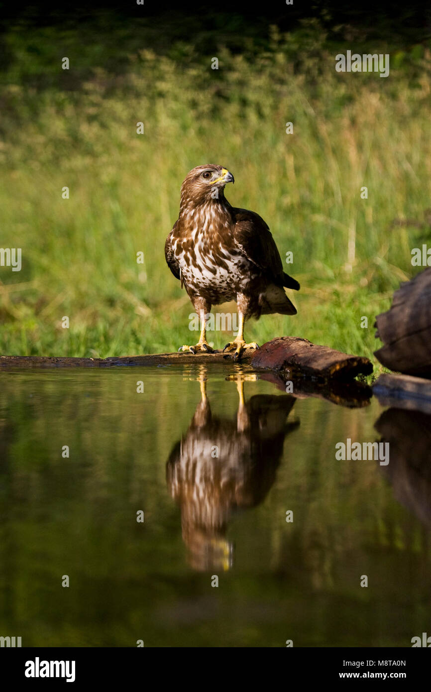 Buizerd zittend bij bosvijver; Common Buzzard perched at the edge of a forestpool Stock Photo