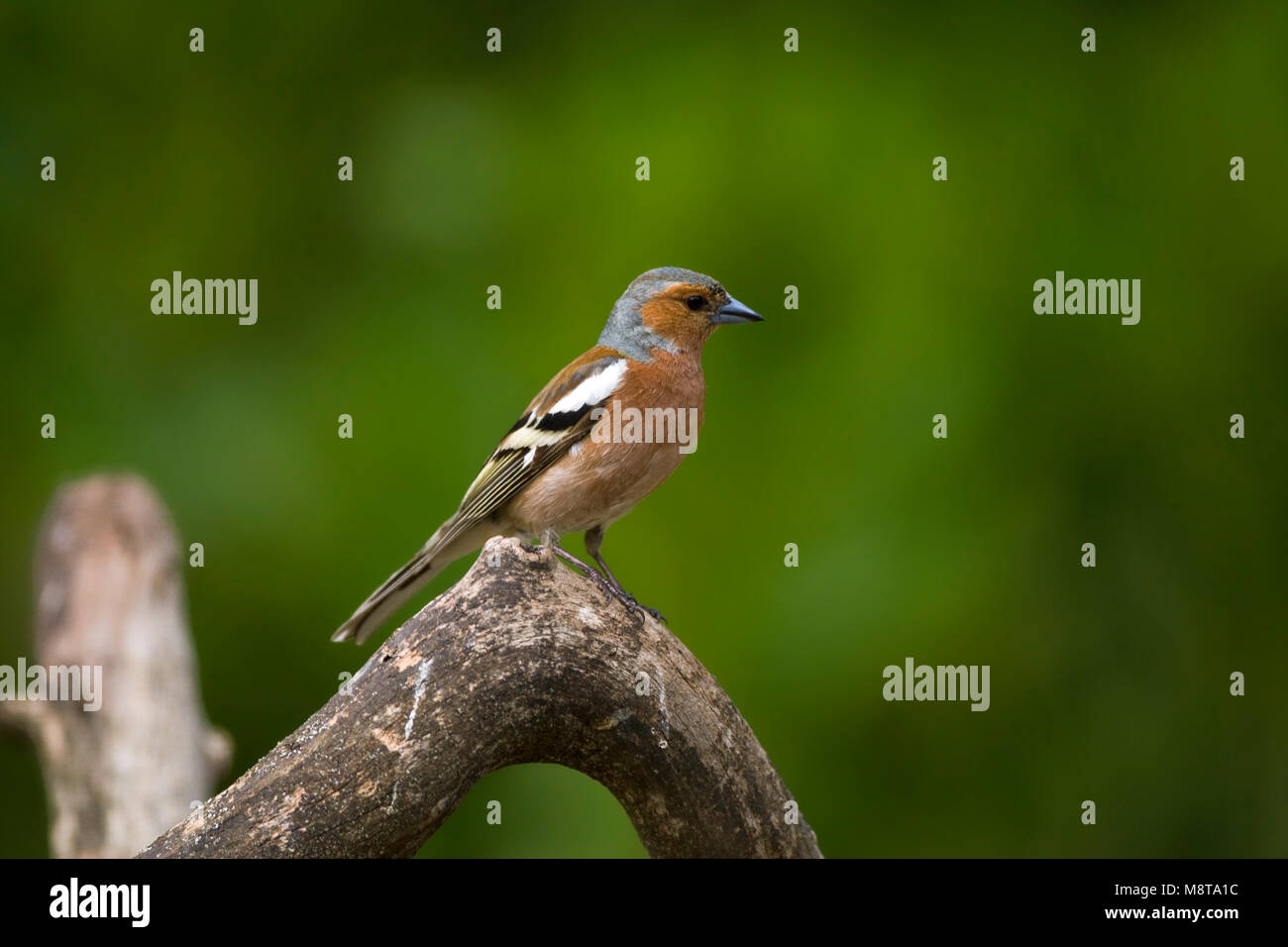 Mannetje Vink; Male Common Chaffinch Stock Photo