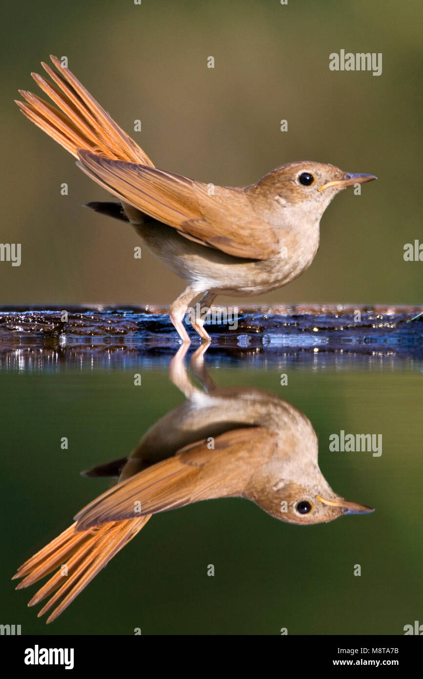 Nachtegaal staand bij de waterkant met opgewipte staart; Common Nightingale standing at water edge with cocked tail Stock Photo