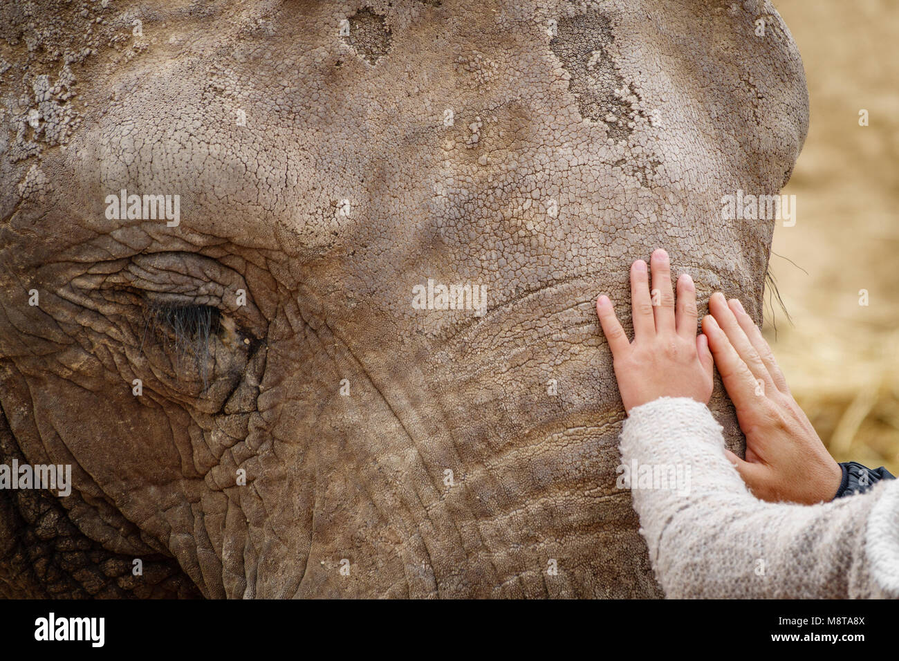 Elephant forehead and eyes with child and mom hands Stock Photo