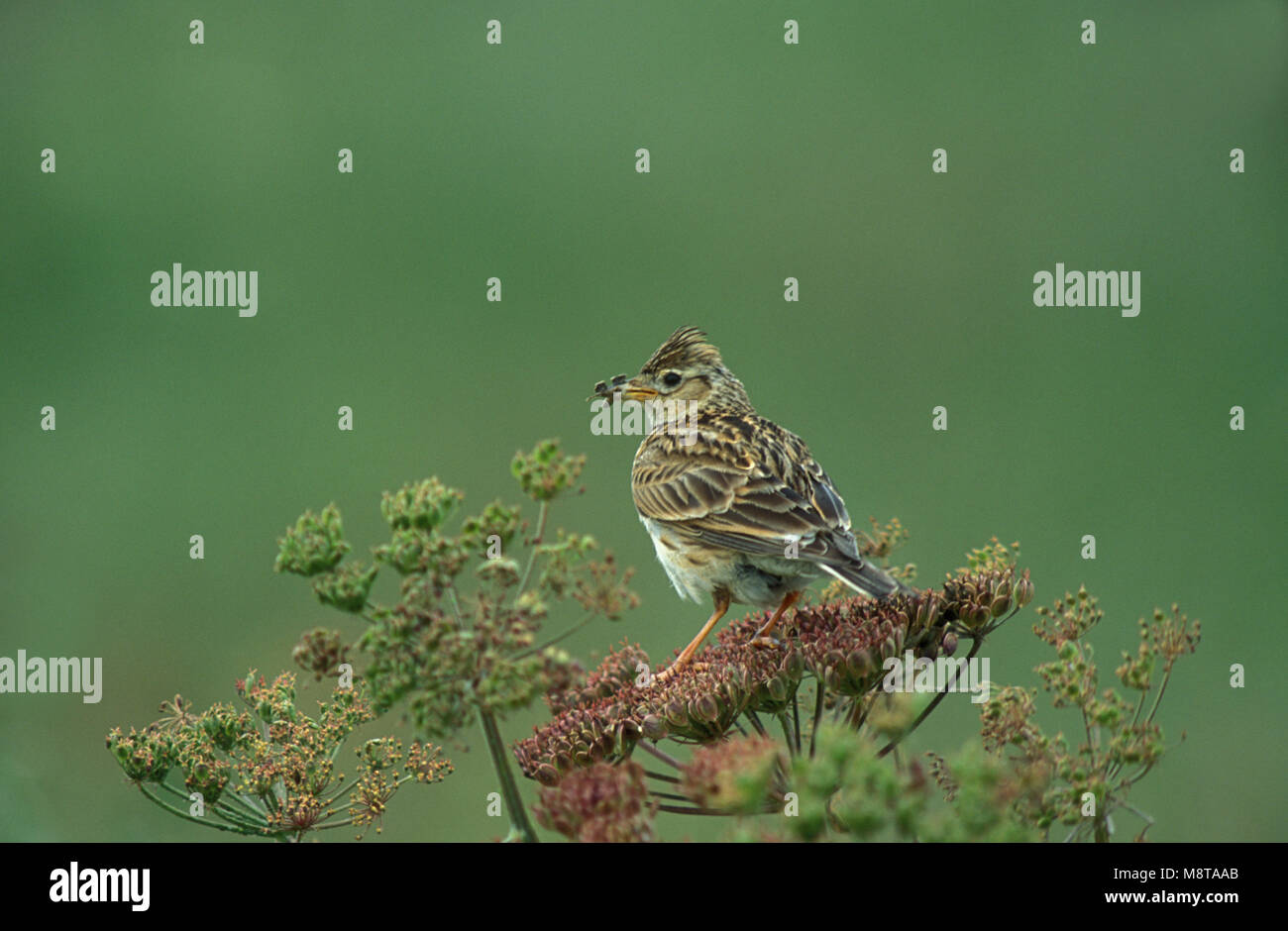 Eurasian Skylark perched on plant with prey; Veldleeuwerik zittend op plant met prooi Stock Photo