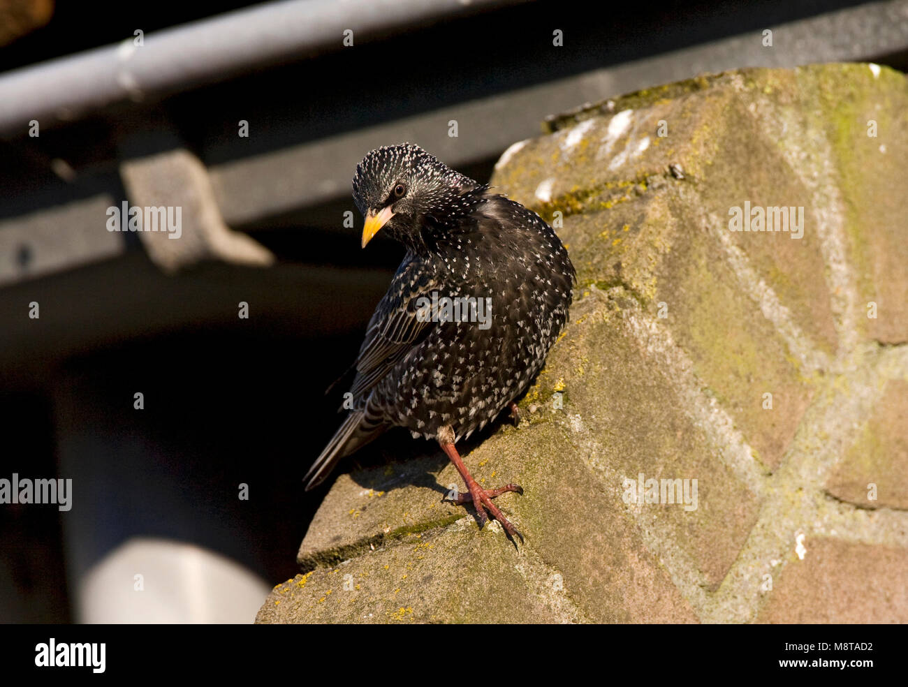 Common starling bird sturnus hi res stock photography and images Alamy Common starling bird sturnus hi res stock photography and images Alamy