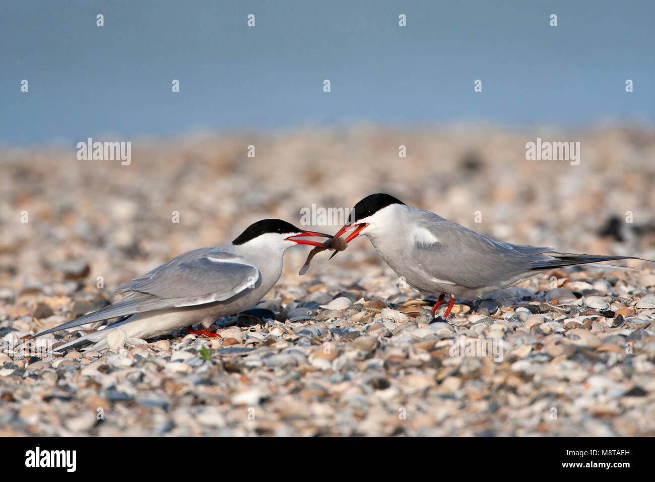 Visdief; Common Tern Stock Photo