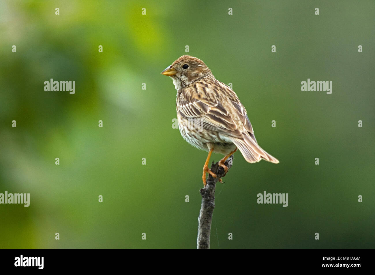 Corn Bunting perched; Grauwe Gors zittend Stock Photo