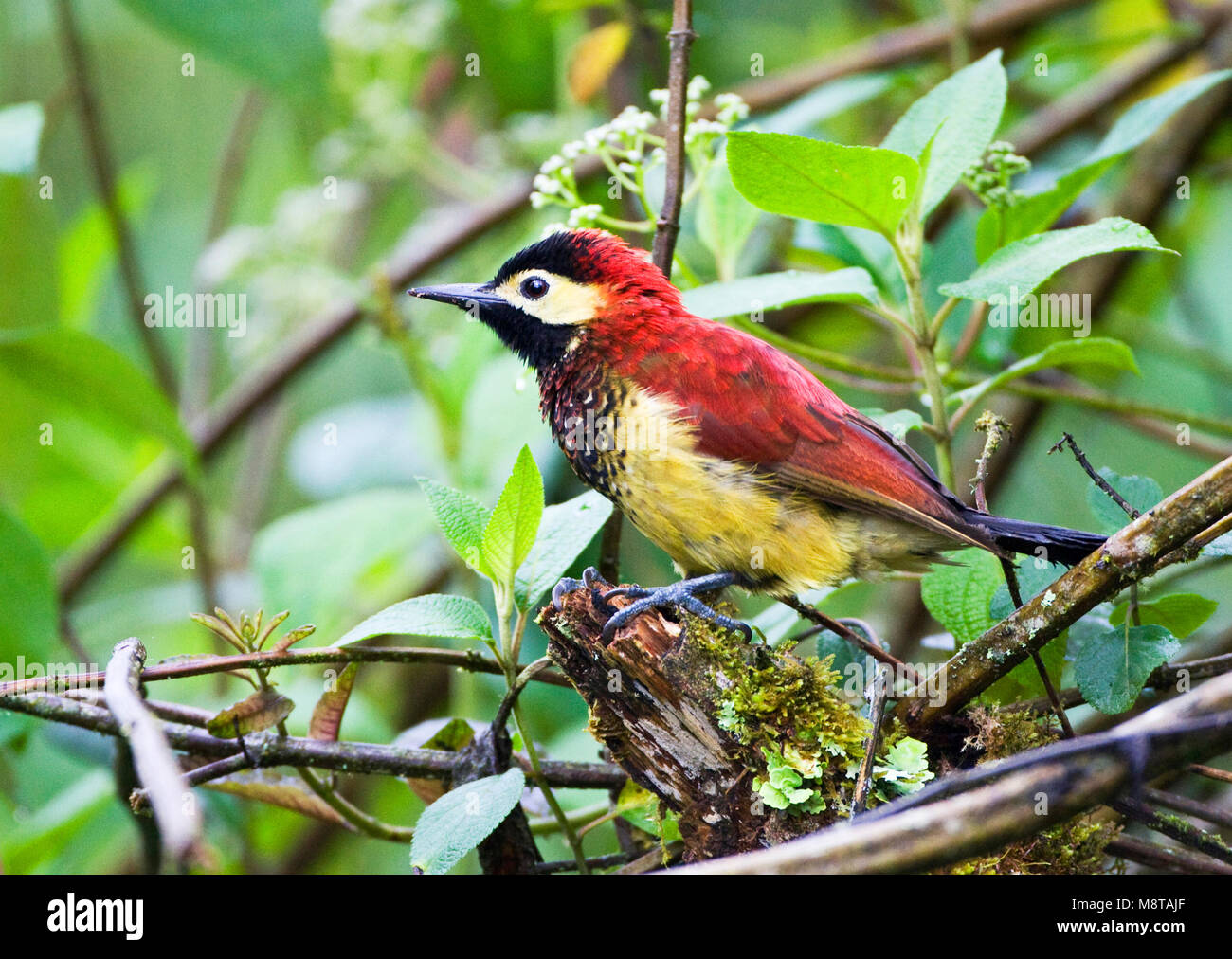 Roodmantelspecht in natte jungle; Crimson-mantled Woodpecker in wet jungle Stock Photo