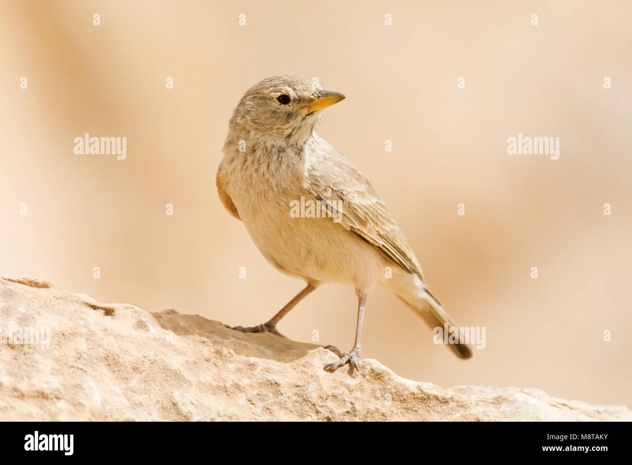 Woestijnleeuwerik, Desert Lark, Ammomanes deserti Stock Photo