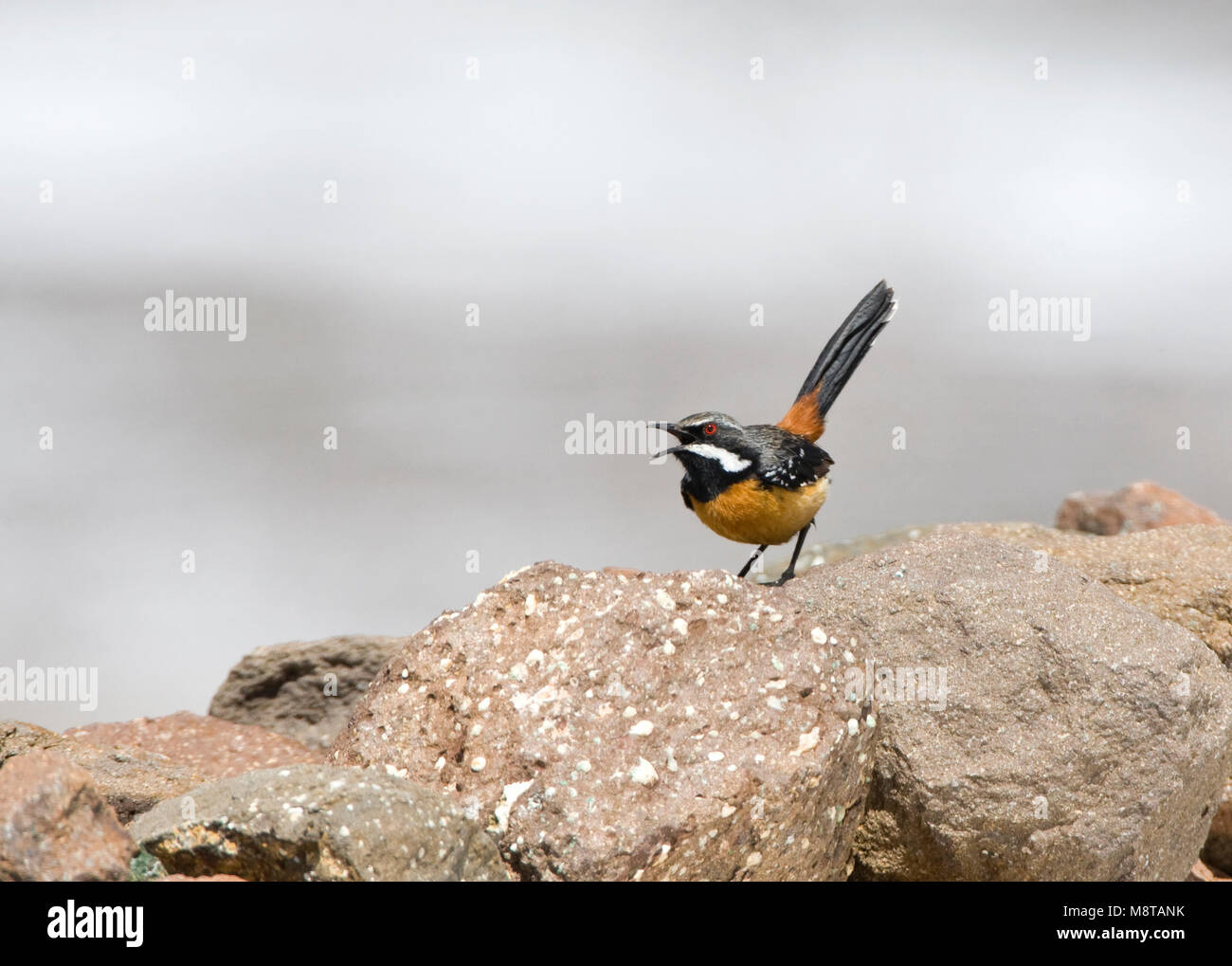 Roodborstrotsspringer zittend op een rots, Orange-breasted Rock-Jumper perched on a rock Stock Photo