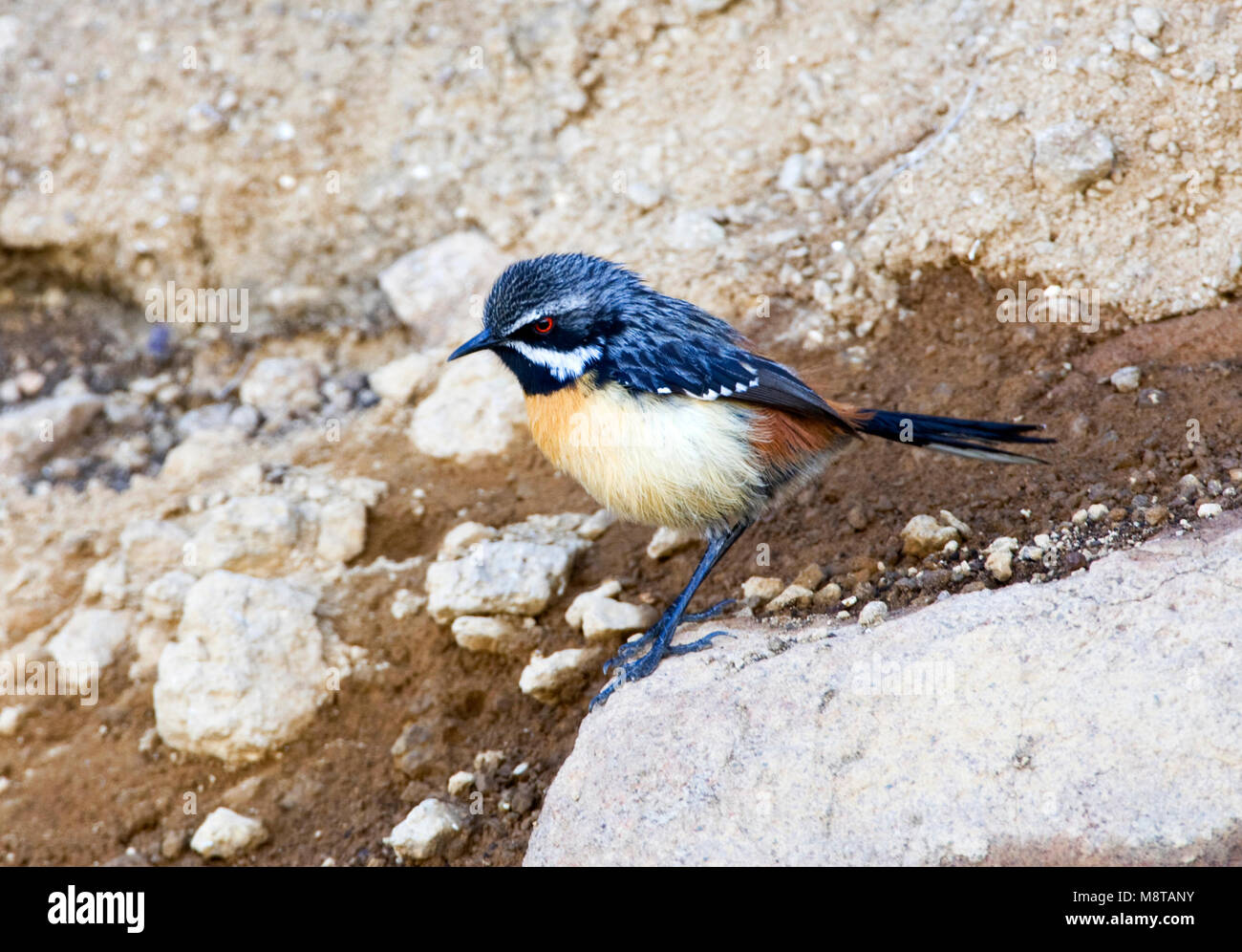 Roodborstrotsspringer zittend op een rots, Orange-breasted Rock-Jumper perched on a rock Stock Photo