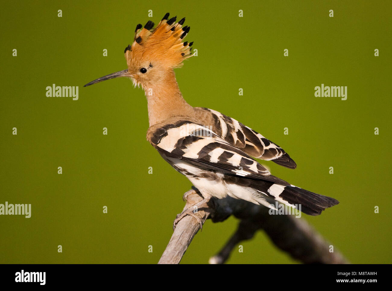 Hop met opgezette kuif; Eurasian Hoopoe with erected crest Stock Photo