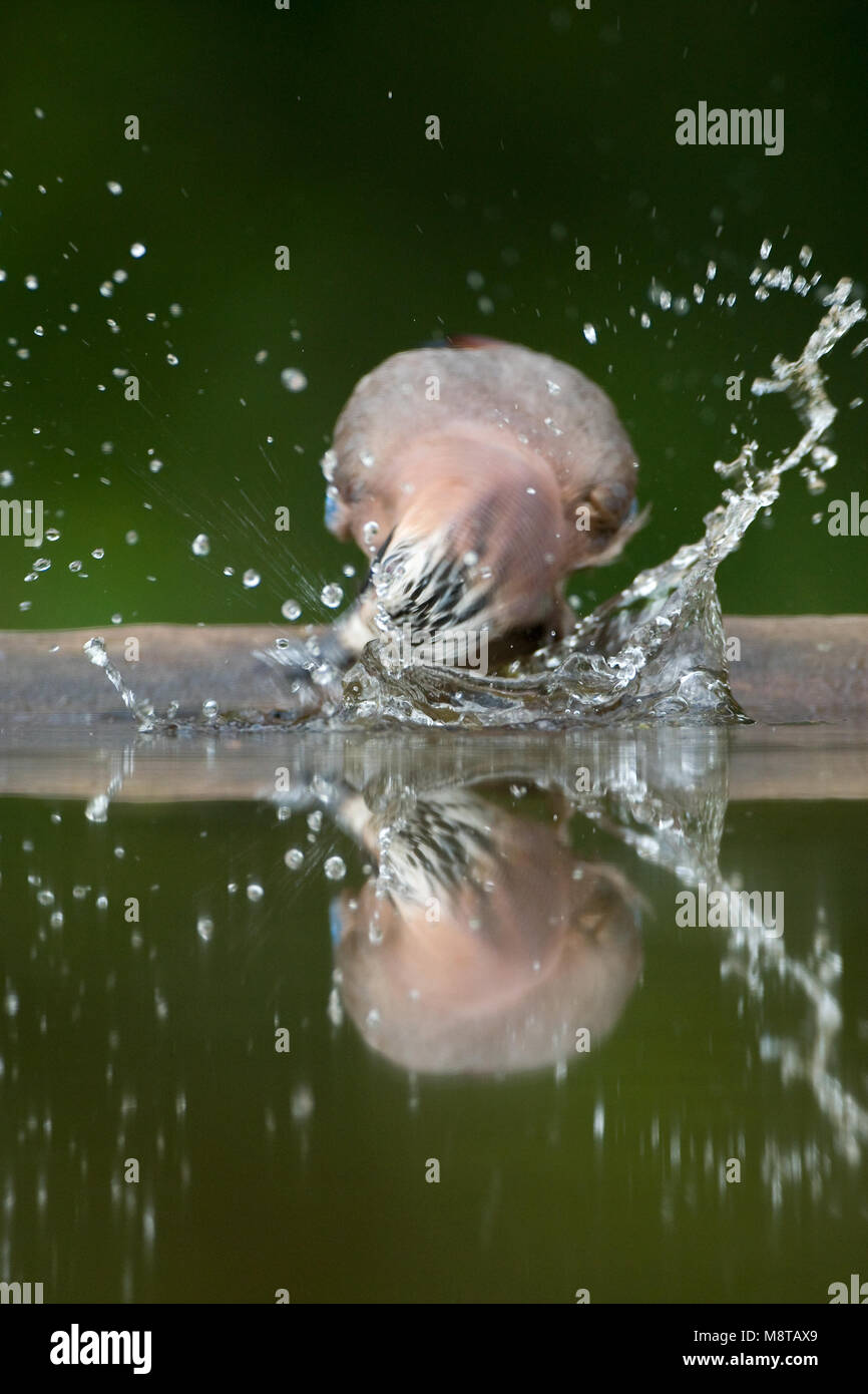 Badderende Gaai; Eurasian Jay bathing Stock Photo