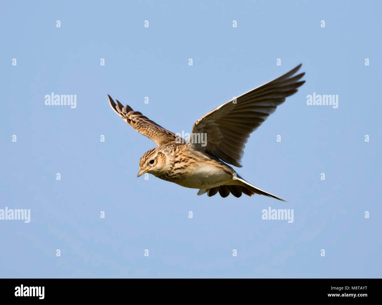 Skylark Flying High Resolution Stock Photography And Images Alamy