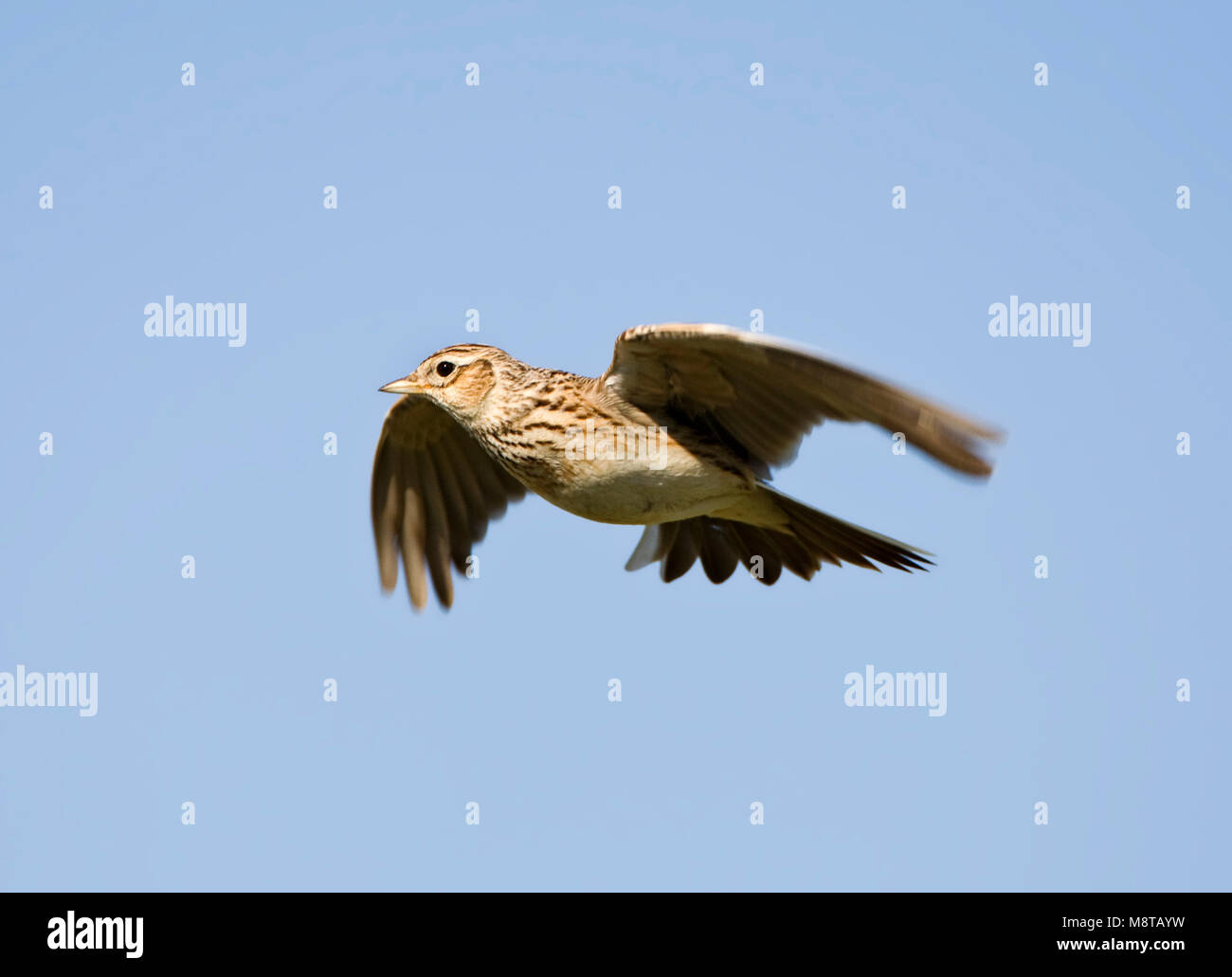 Veldleeuwerik in de vlucht; Eurasian Skylark in flight Stock Photo