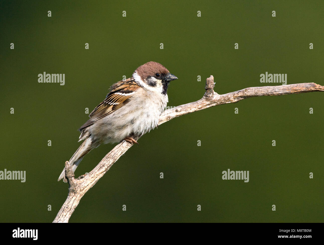 Ringmus zittend op een tak; Eurasian Tree Sparrow perched on branch Stock Photo