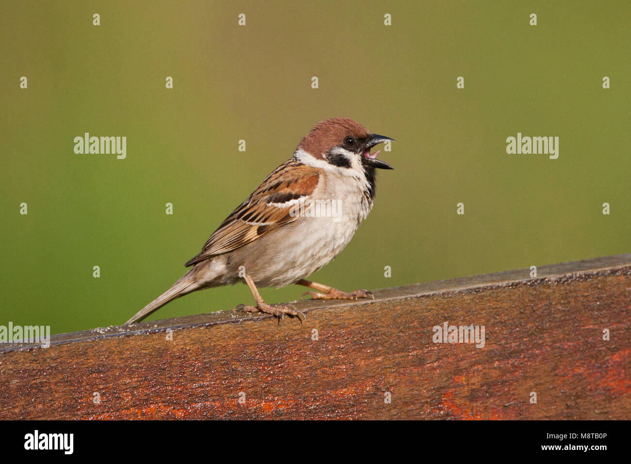 Ringmus, Eurasian Tree Sparrow, Passer montanus Stock Photo