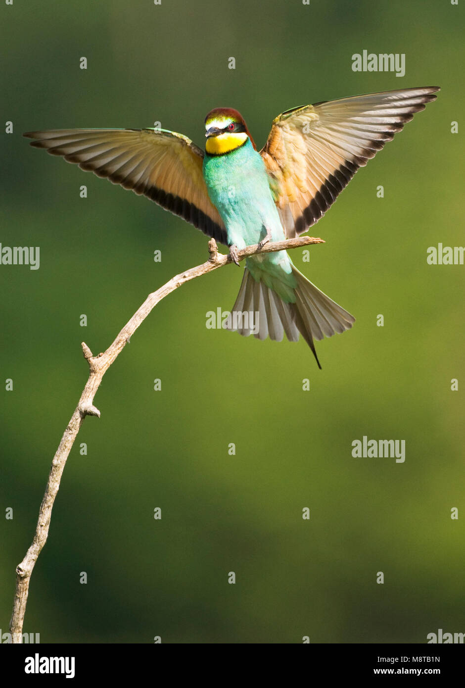 Bijeneter; European Bee-eater Stock Photo