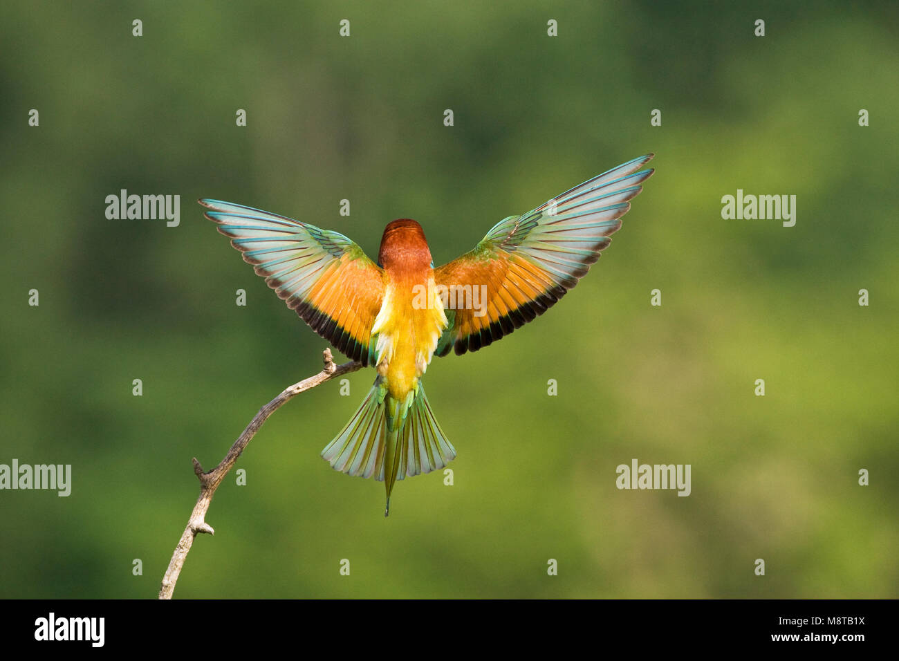 Bijeneter; European Bee-eater Stock Photo