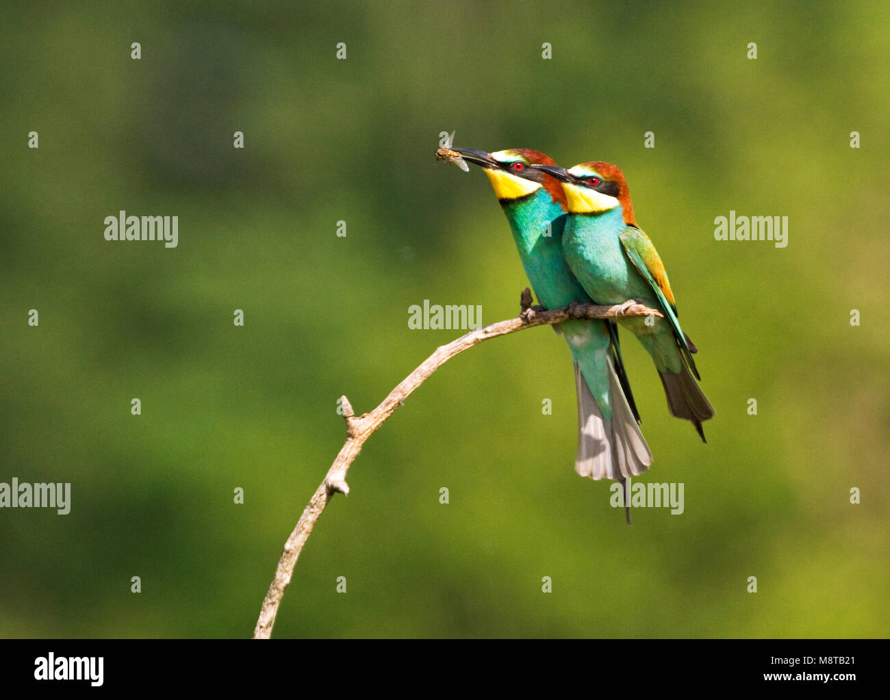 Paartje Bijeneters; Pair of European Bee-eater Stock Photo