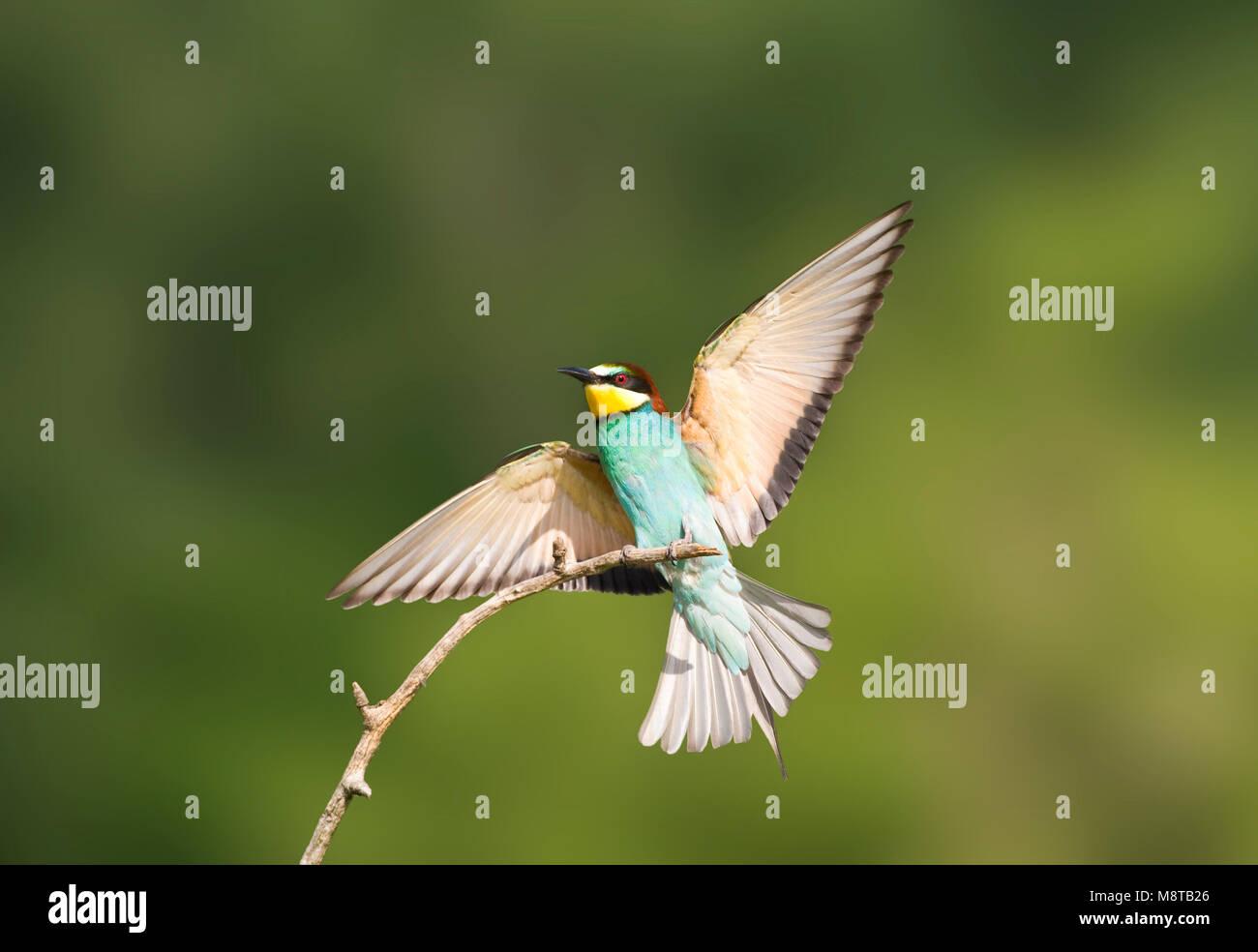 Bijeneter in vlucht; European Bee-eater in flight Stock Photo - Alamy