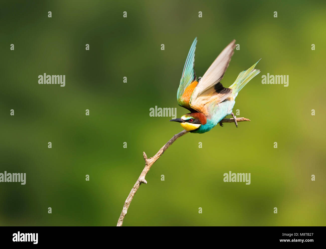 Bijeneter in vlucht; European Bee-eater in flight Stock Photo - Alamy