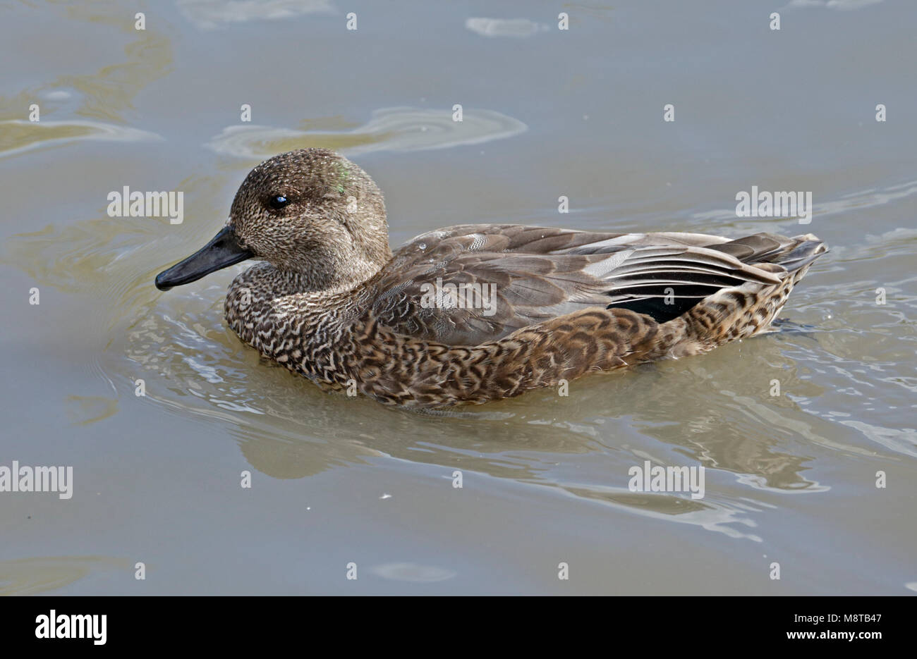 Falcated Duck (anas falcata) female Stock Photo