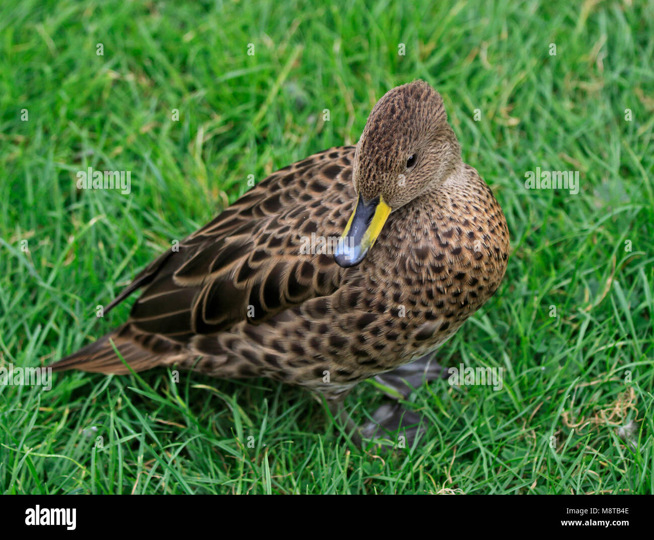 Female teal duck anas hires stock photography and images Alamy