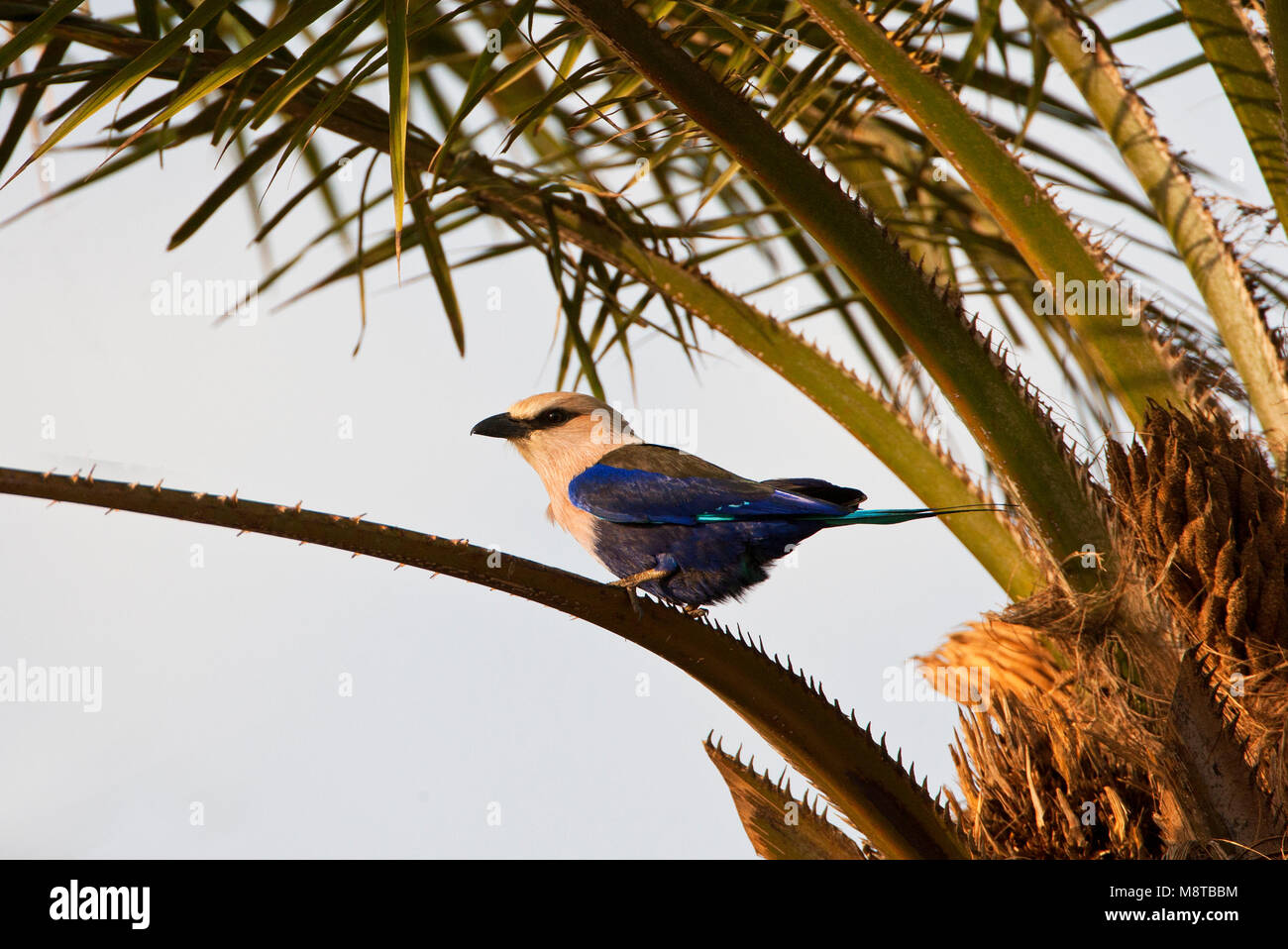 Blauwbuikscharrelaar zittend in een palmboom; Blue-bellied Roller perched in a palmtree Stock Photo