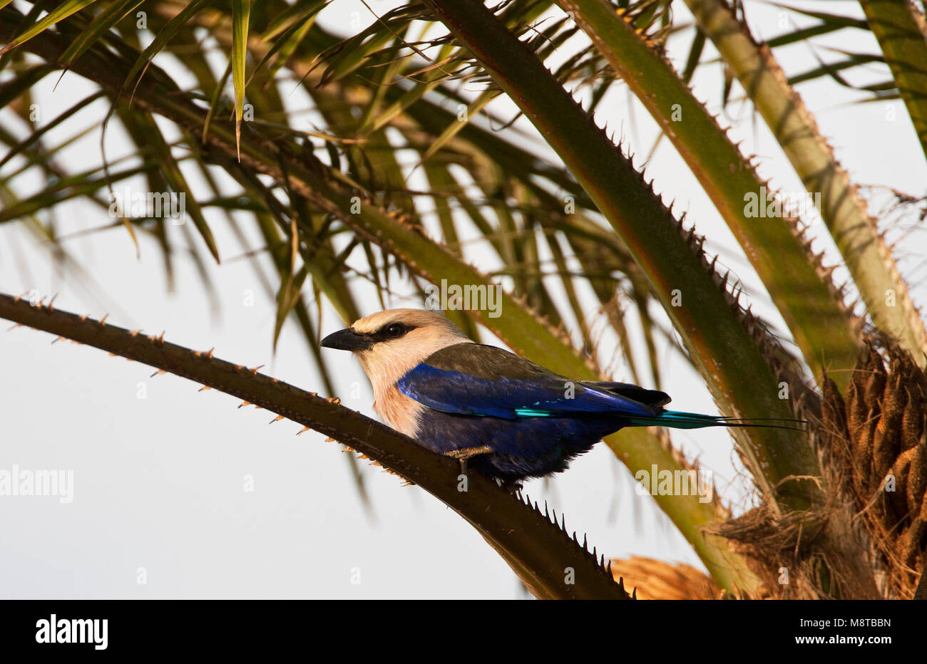 Blauwbuikscharrelaar zittend in een palmboom; Blue-bellied Roller perched in a palmtree Stock Photo
