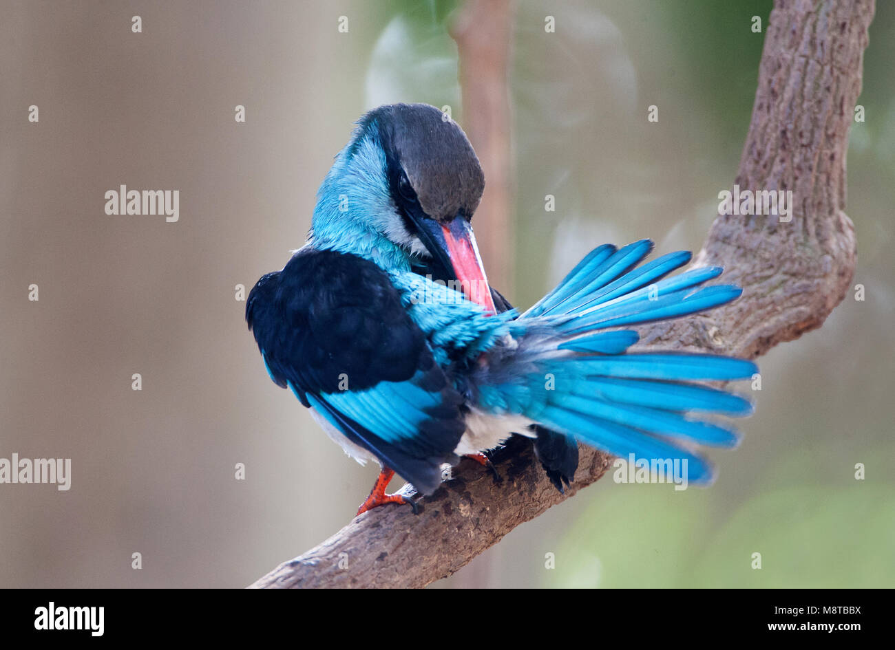 Poetsende Teugelijsvogel; Blue-breasted Kingfisher preening Stock Photo