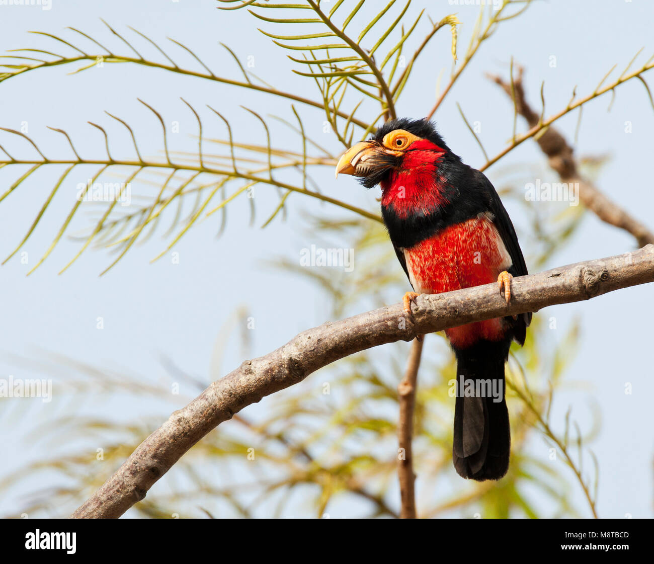 Zwartbandbaardvogel zittend in een boom; Bearded Barbet (Pogonornis dubius) perched in a tree Stock Photo