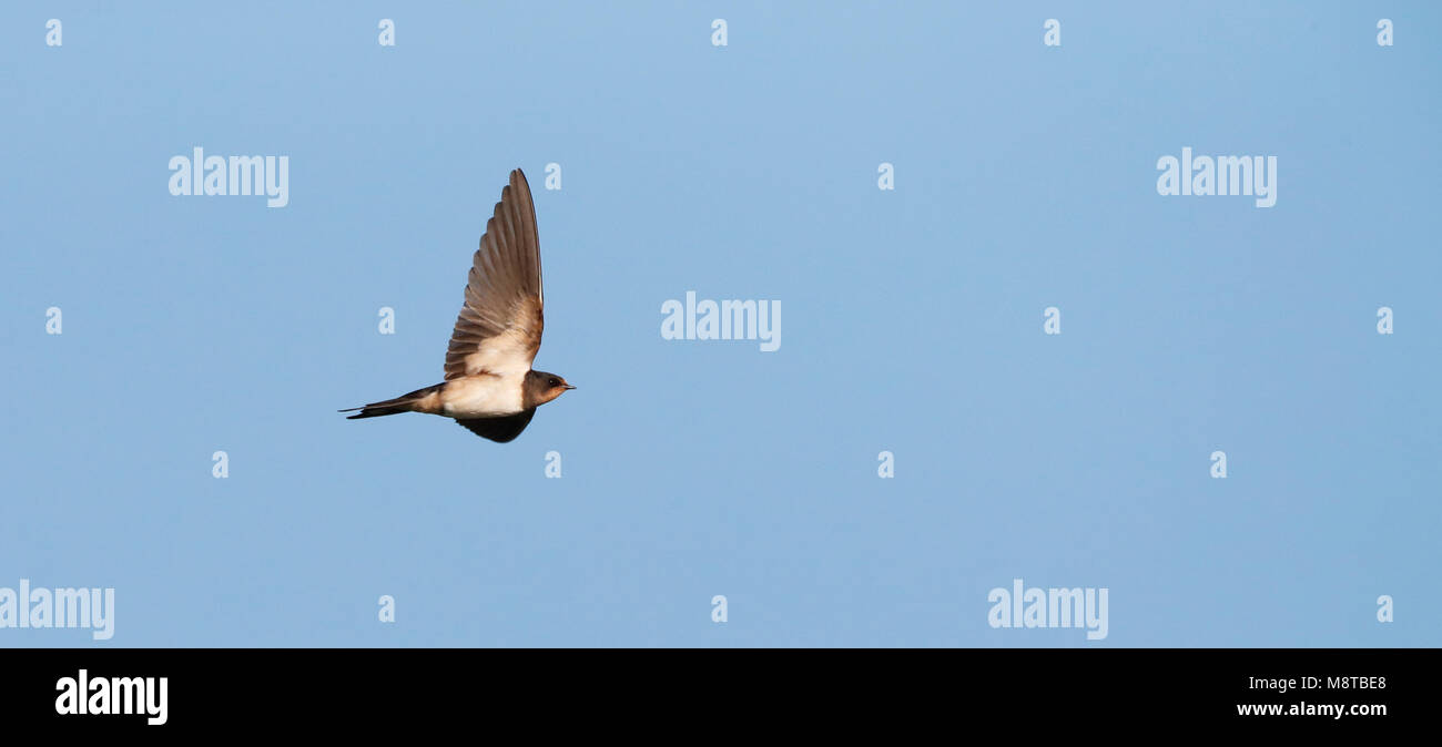Vliegende Boerenzwaluw; Barn Swallow in flight Stock Photo