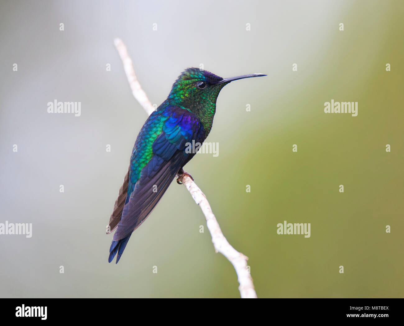 Violet crowned woodnymph hummingbird hi-res stock photography and ...