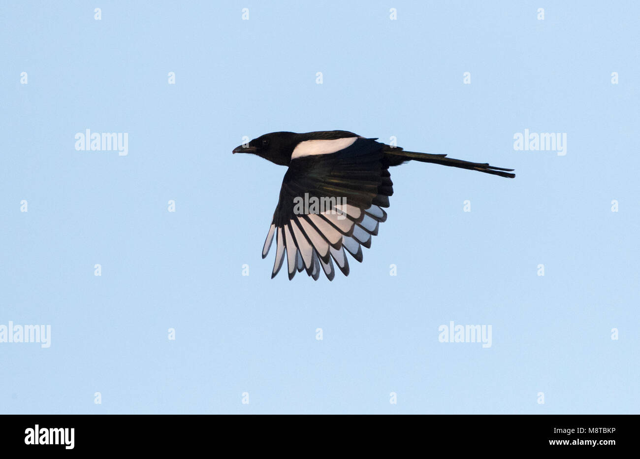 Vliegende Ekster; Flying Eurasian Magpie (Pica pica) Stock Photo