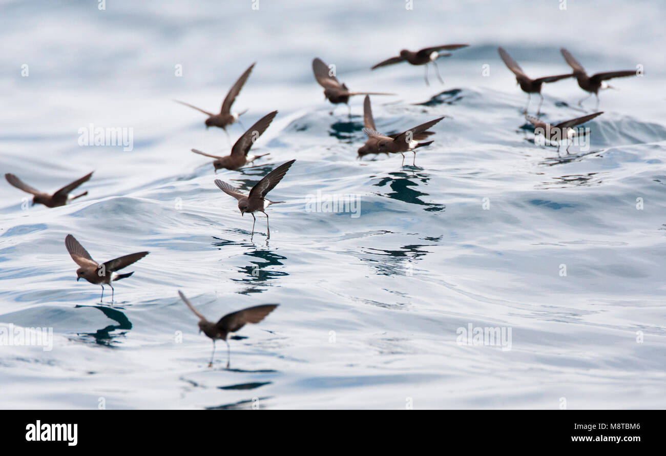Sierlijk stormvogeltje, Elliot's Storm-Petrel, Oceanites gracili Stock Photo