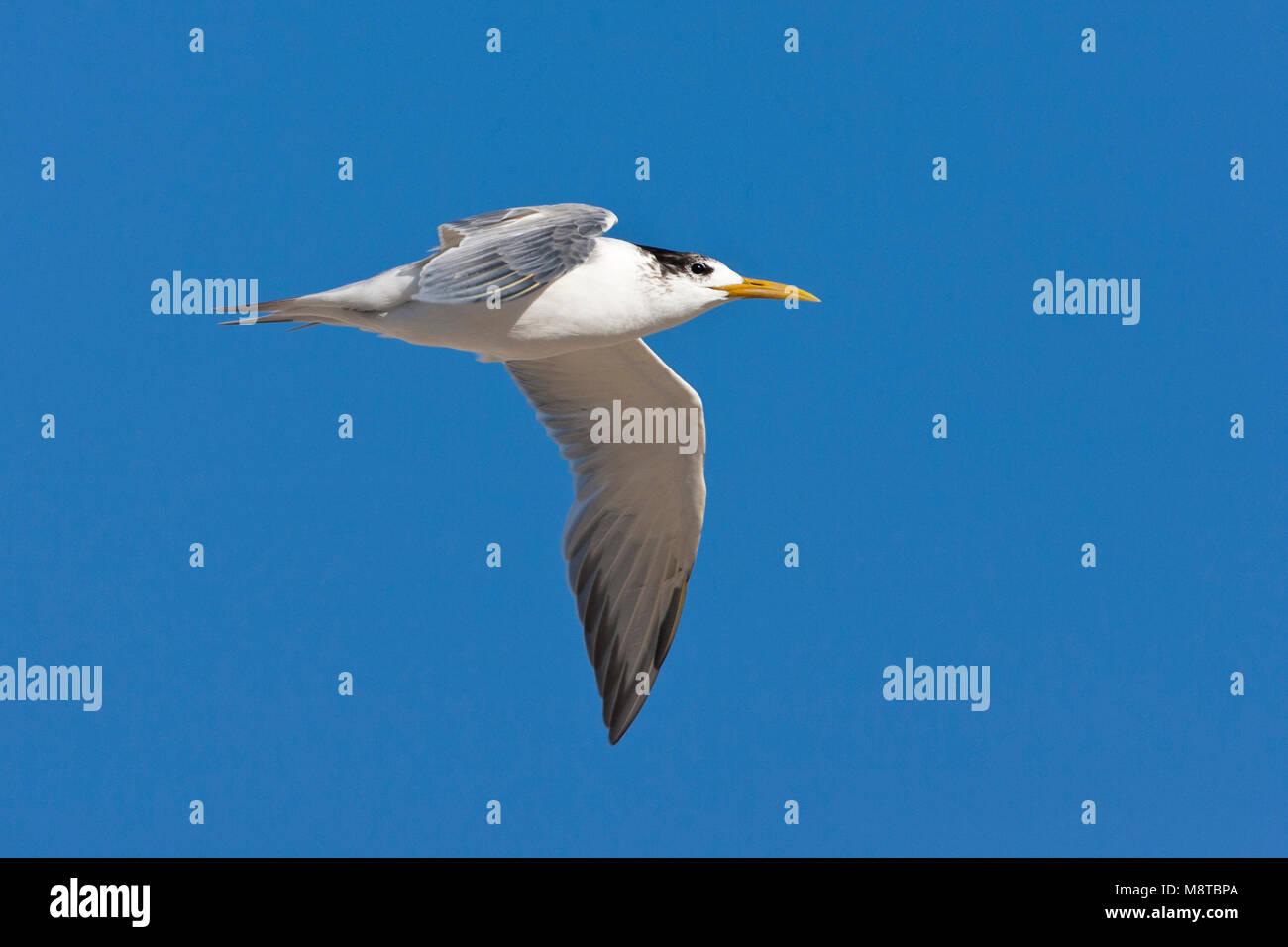 Great Crested Tern in flight Stock Photo