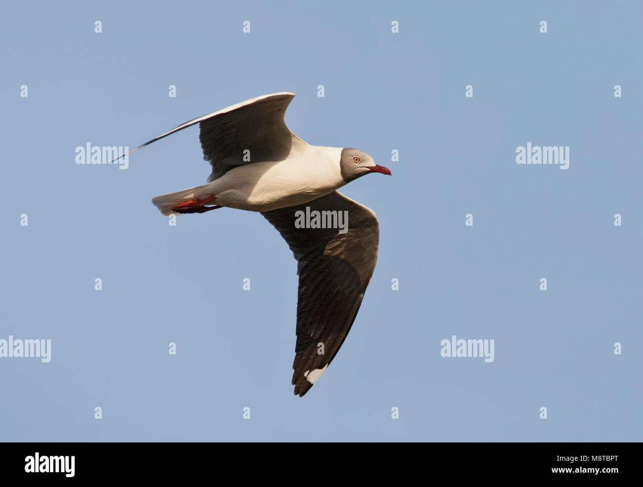 Grijskopmeeuw, Grey-headed Gull, Larus cirrocephalus poiocephalus Stock Photo