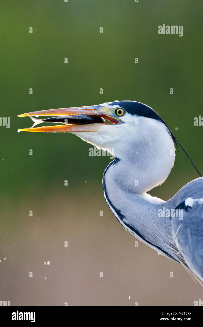 Blauwe Reiger, Grey Heron, Ardea cinerea Stock Photo