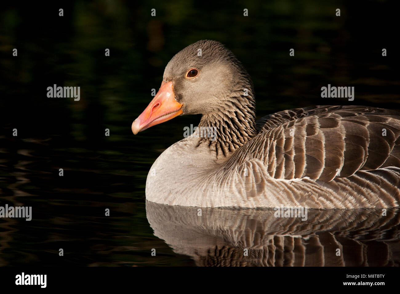 Grauwe Gans, Greylag Goose, Anser anser Stock Photo