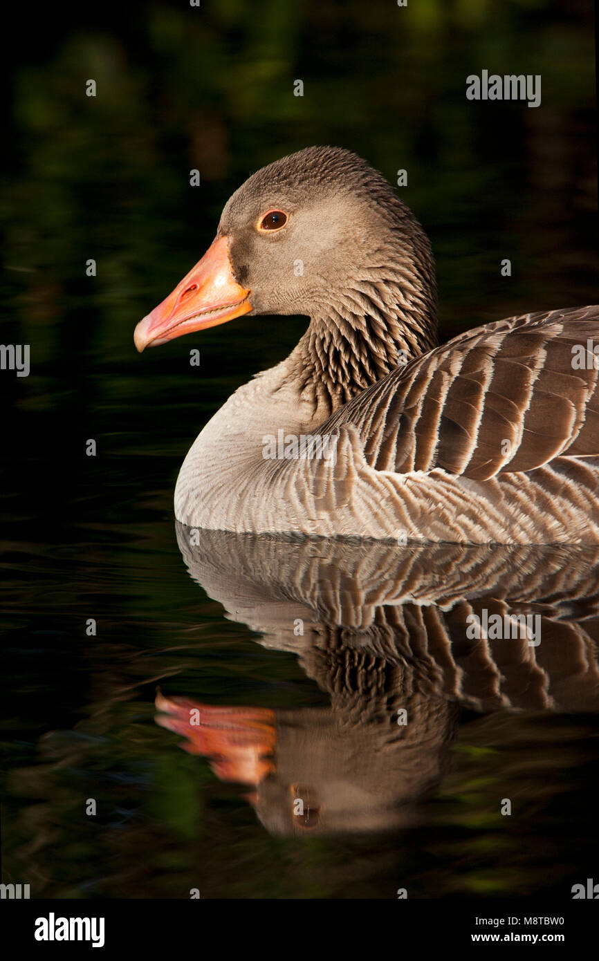 Grauwe Gans, Greylag Goose, Anser anser Stock Photo