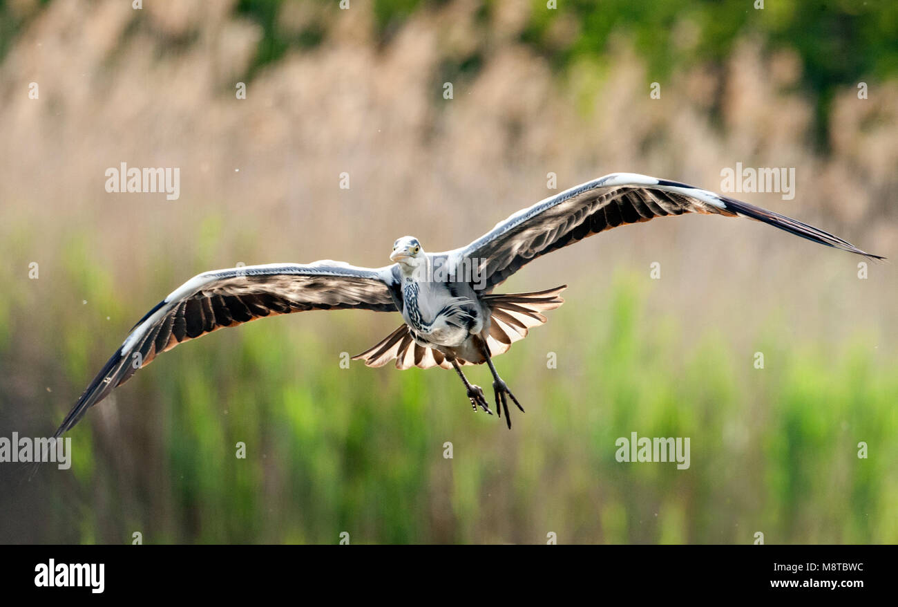 Blauwe Reiger vliegend; Grey Heron flying Stock Photo