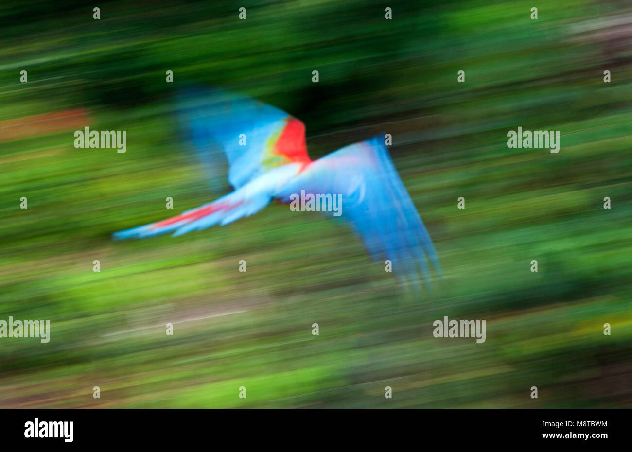 Groenvleugelara, Red-and-green Macaw, Ara chloropterus Stock Photo