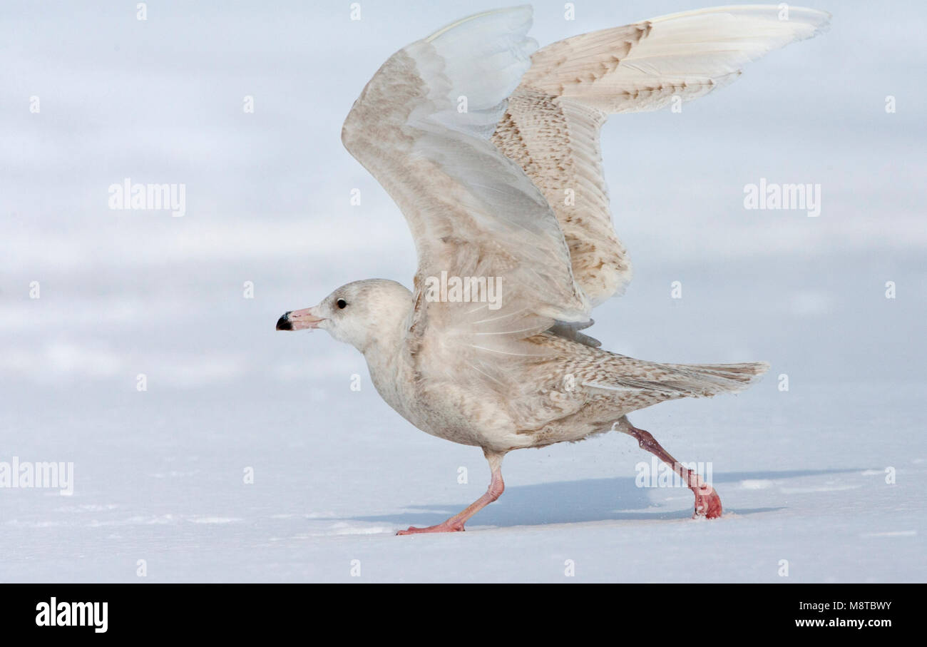 Immature Glaucous Gull taking off Stock Photo