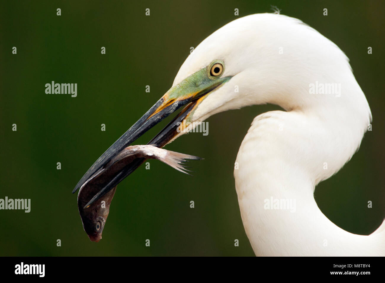 Grote Zilverreiger met een vis in zijn snavel; Great Egret with a fish in its beak Stock Photo
