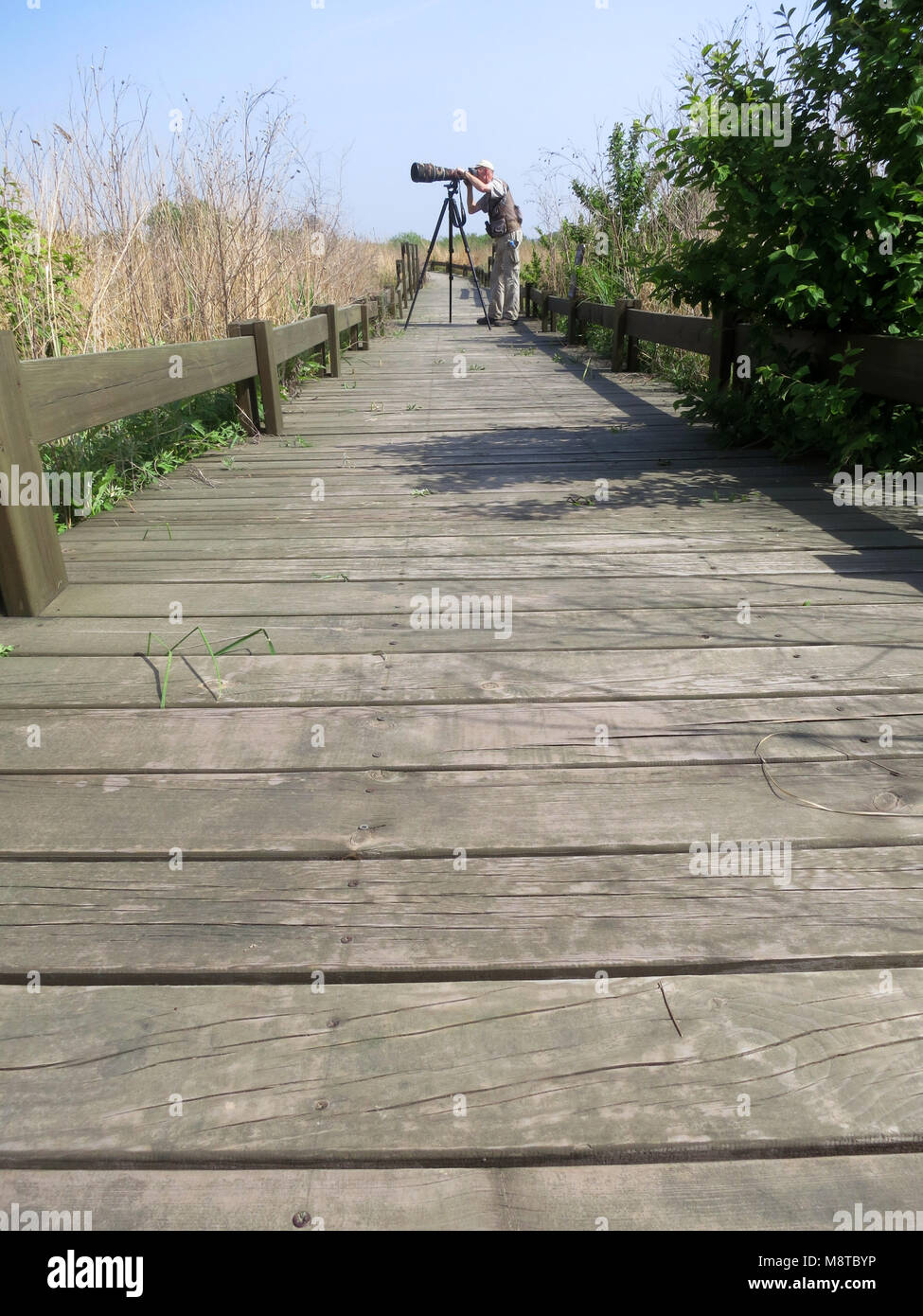 Vogelfotograaf; Bird photographer, Happy Island, Hebei, China Stock Photo